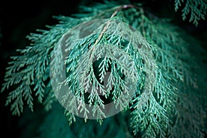 Close up of fir branches, christmas narural background