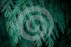 Close up of fir branches, christmas narural background