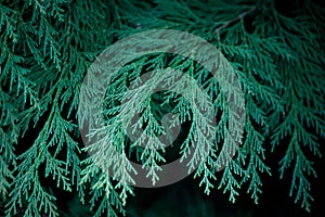 Close up of fir branches, christmas narural background