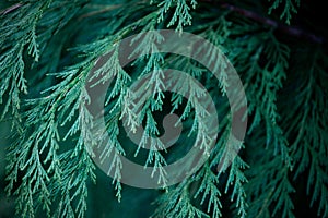 Close up of fir branches, christmas narural background