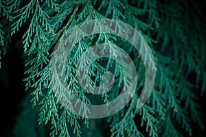 Close up of fir branches, christmas narural background