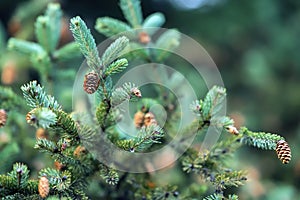 Close-up Fir branches with cones, winter. Christmas, Happy new year. Natural background, trendy green colors by Pantone