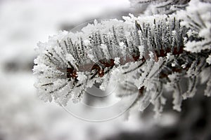 close up of fir branches covered with hoarfrost