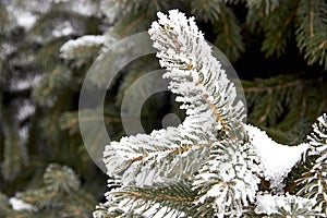 close up of fir branches covered with hoarfrost with blurred background