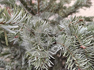 Close-up of fir leaves. Nature  forest. Fir tree