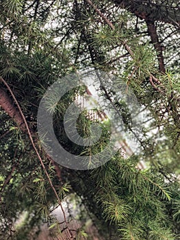 Close up fir-needle tree bark trunk and branches with leafs texture.