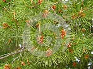 A close up of a fir tree