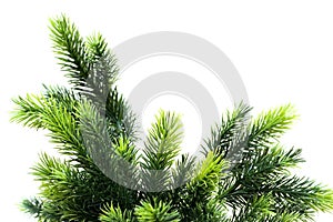 Close up of fir tree branch