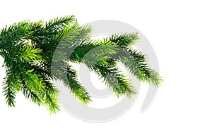 Close up of fir tree branch