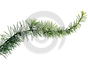 Close up of fir tree branch