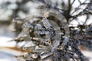 Close up of fir tree branch covered with hoarfrost after ice fog and snow in morning winter forest. Real winter and