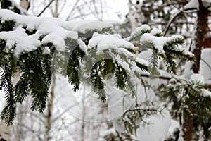 Close up of fir tree branch covered with snow in winter forest. Real winter and Christmas background.