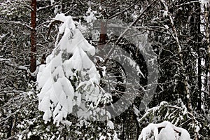 Close up of fir tree branch covered with snow in winter forest. Real winter and Christmas background.