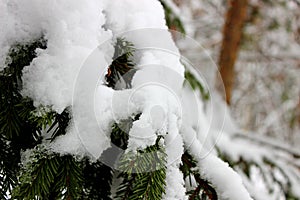 Close up of fir tree branch covered with snow in winter forest. Real winter and Christmas background.