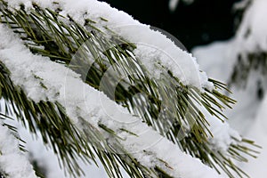 Close up of fir tree branch covered with snow in winter forest. Real winter and Christmas background.