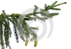 Close up of fir tree branch isolated