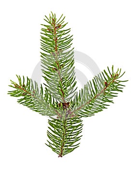 Close up of fir tree branch isolated on white background