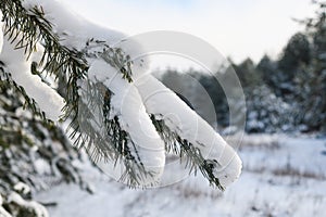 Close up fir tree branch with snow