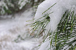 Close-up of fir tree branches covered with melting snow and icicles