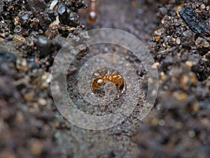 Close up fire ant on the ground