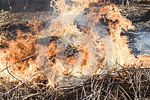 close-up. fire burns. dry branches, grass, there is toning