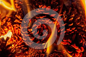 Close up on a fire with pine cones