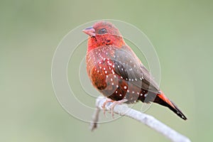 Close up of fire red bird with white dots on its body perching on wooden branch expose over fine green background in meadow,