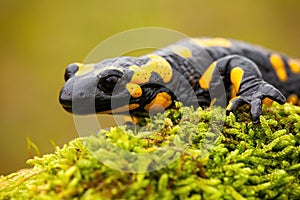 Close-up of a fire salamander crawling on a mossy tree trunk