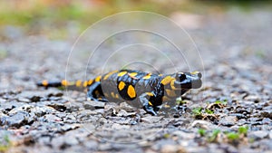 Close up of a Fire Salamander stepping on pebbles, after rain. Black Amphibian with orange spots.