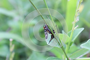 Close up of Firebug, Pyrrhocoris apterus