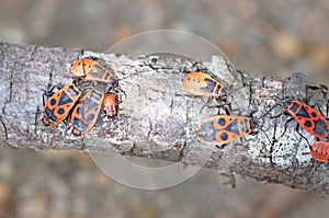 Close-up of a firebug (Pyrrhocoris apterus) crawling on a tree