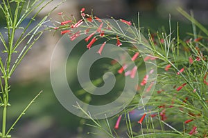 Russelia equisetiformis or firecracker plant flower in garden. photo