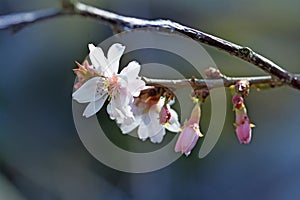 Close up of the first cherry blossoms, prunus subhirtella