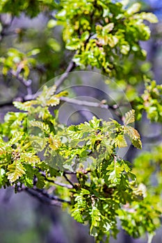 Close up of first green leaves of oak