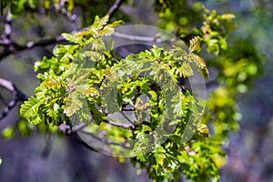 Close up of first green leaves of oak