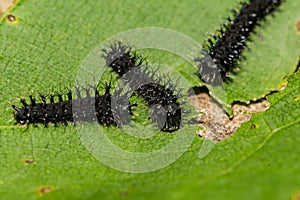 Cecropia Caterpillar First Instar - Hyalophora cecropia photo