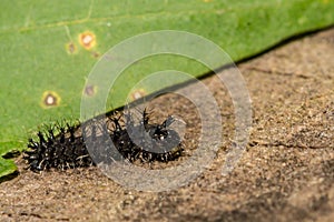 Cecropia Caterpillar First Instar - Hyalophora cecropia photo