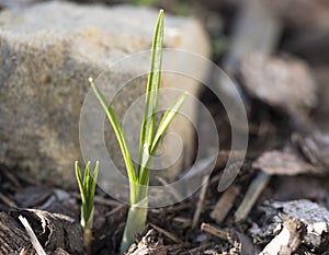 Close up first spring flowers, green leaves of crocus growing up from ground covered by bark at rock garden. Selective