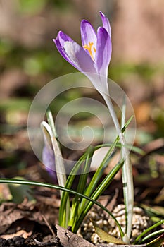 Close up of first spring wild crocus crocus tommasinianus blooming with natural background.