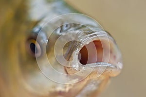 Close-up fish