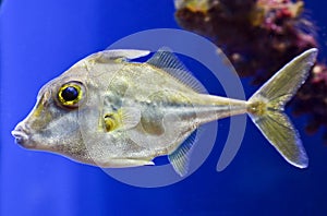 Close up of fish