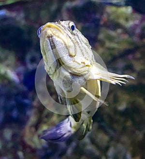 Close up of a fish in an aquarium, shallow depth of field