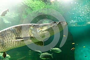 Close up of a fish in an aquarium, shallow depth of field