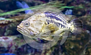 Close up of a fish in an aquarium, shallow depth of field