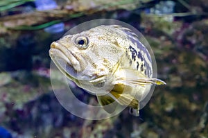 Close up of a fish in an aquarium, shallow depth of field