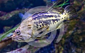 Close up of a fish in an aquarium, shallow depth of field