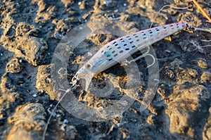 Close up of fish bate shape of fish on the stone golden hour