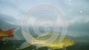 Close-up fish eating and swimming in dirty water behind glass of basin in the mountains. Aquarium with goldfish and red