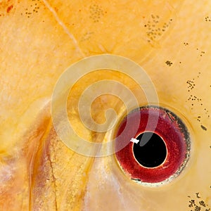 Close-up on a fish eye