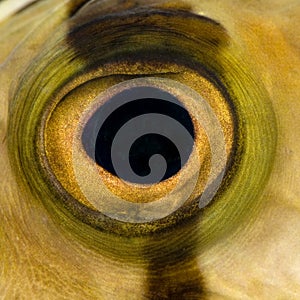 Close-up on a fish eye